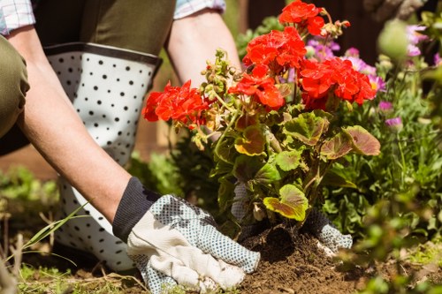 A close-up view of a gardener's hands wearing white and grey gardening gloves, carefully planting a vibrant red flowering geranium into dark, moist soil in a well-maintained garden. Surrounding the planting area, there are lush green foliage and various flowering plants, with some purple and pink blossoms visible in the background. The garden features a combination of neatly trimmed grass and defined flower beds, bordered by natural mulch or soil. In the background, a garden trowel and a garden fork are partially visible, indicating ongoing planting or gardening work. The scene appears to be outdoors on a clear day, with natural sunlight highlighting the foliage and vibrant flower colors. The environment suggests a carefully landscaped front or backyard space within an urban setting, consistent with areas in Maida Vale, London, serviced by Hedge Trimming Maida Vale, reflecting a professional gardening and landscaping approach focused on flower bed creation and plant care.